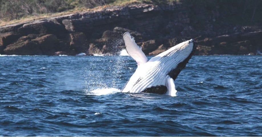 Jervis Bay Marine Park